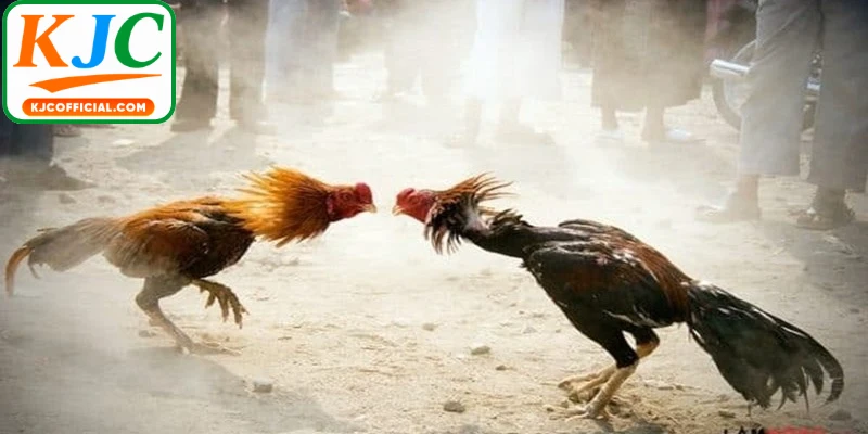 Chuyên mục mang đến những trận đấu có nhịp độ nhanh, tạo cảm giác hồi hộp